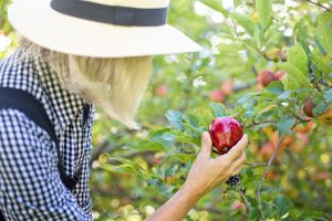 De-stress by picking apples